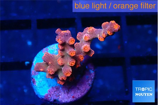 Cyphastrea decadia red 2-3 cm WYSIWYG acclimaté