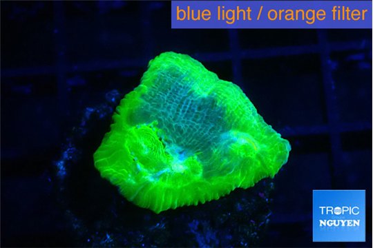 Echinophyllia freaky friday 2 cm WYSIWYG acclimaté