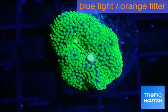Ricordea floridae green 1 polyp WYSIWYG acclimaté