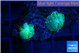 Rhodactis green small polyps 2 polyps WYSIWYG acclimaté
