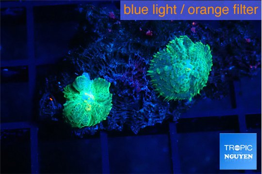 Rhodactis green small polyps 2 polyps WYSIWYG acclimaté