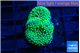 Ricordea floridae green 1 polyp WYSIWYG acclimaté