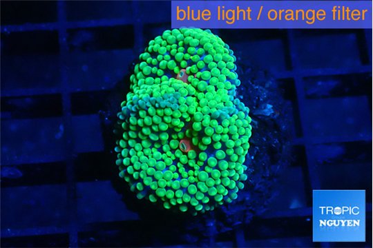Ricordea floridae green 1 polyp WYSIWYG acclimaté