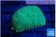 Rhodactis green gold 1 polyp WYSIWYG acclimaté
