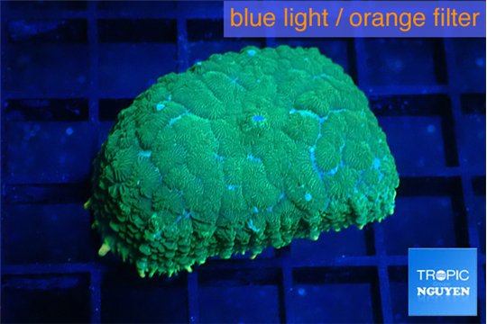 Rhodactis green gold 1 polyp WYSIWYG acclimaté