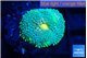 Ricordea floridae green blue spot 1 polyp WYSIWYG acclimaté