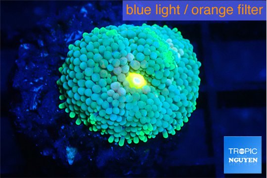 Ricordea floridae green blue spot 1 polyp WYSIWYG acclimaté