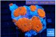Rhodactis red devils 5-6 polyps WYSIWYG acclimaté