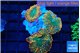 Rhodactis orange green 3 polyps WYSIWYG acclimaté