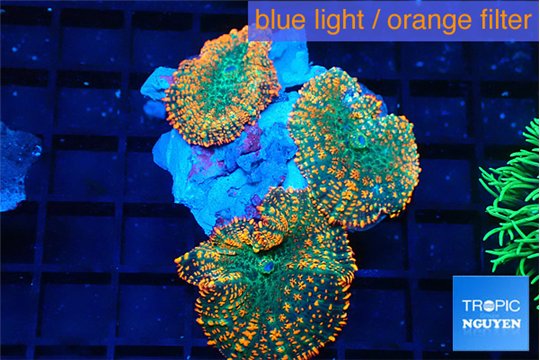 Rhodactis orange green 3 polyps WYSIWYG acclimaté
