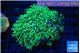 Pachyclaularia neon green 4-5 cm WYSIWYG acclimaté