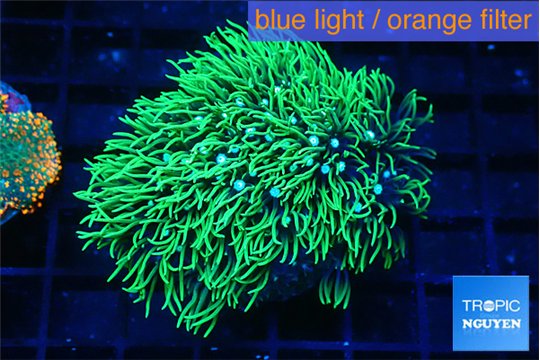 Pachyclaularia neon green 4-5 cm WYSIWYG acclimaté