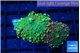 Ricordea yuma purple green 2 polyps WYSIWYG acclimaté