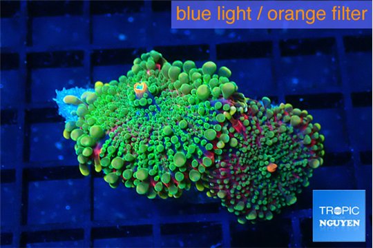 Ricordea yuma purple green 2 polyps WYSIWYG acclimaté