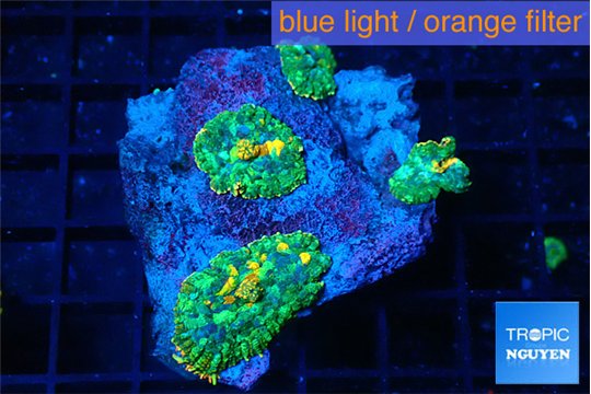 Rhodactis tricolor 4 polyps WYSIWYG acclimaté