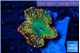 Rhodactis orange green 1 polyp WYSIWYG acclimaté