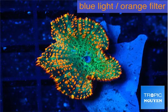 Rhodactis orange green 1 polyp WYSIWYG acclimaté