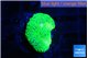 Ricordea floridae green 1 polyp WYSIWYG acclimaté
