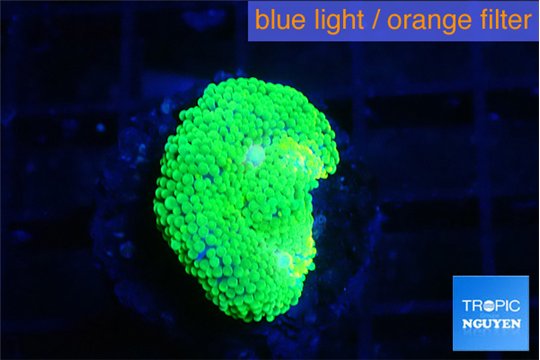 Ricordea floridae green 1 polyp WYSIWYG acclimaté