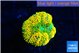 Ricordea floridae orange 1 polyp WYSIWYG acclimaté
