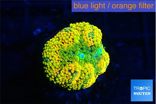 Ricordea floridae orange 1 polyp WYSIWYG acclimaté