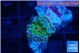 Ricordea yuma tricolor 1 polyp WYSIWYG acclimaté