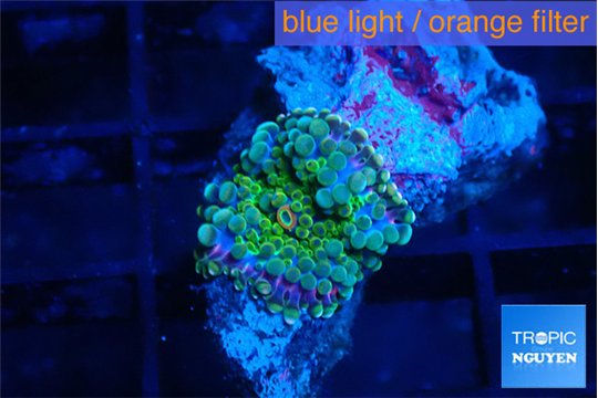 Ricordea yuma tricolor 1 polyp WYSIWYG acclimaté