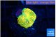 Ricordea floridae orange 1 polyp WYSIWYG acclimaté
