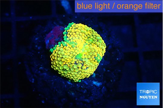 Ricordea floridae orange 1 polyp WYSIWYG acclimaté