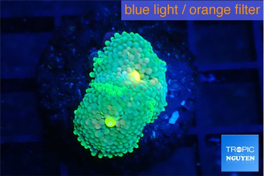 Ricordea floridae green golden 2 polyps WYSIWYG acclimaté