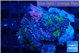 Ricordea yuma tricolor 2 polyps WYSIWYG acclimaté