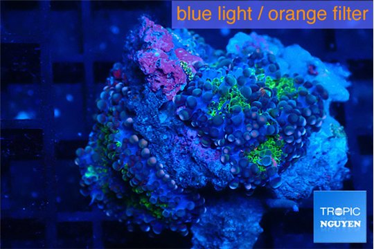 Ricordea yuma tricolor 2 polyps WYSIWYG acclimaté