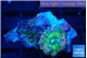 Ricordea yuma tricolor 1 polyp WYSIWYG acclimaté