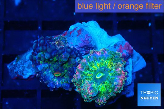 Ricordea yuma tricolor 1 polyp WYSIWYG acclimaté