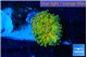 Ricordea yuma Dakota fusion 1 polyp WYSIWYG acclimaté