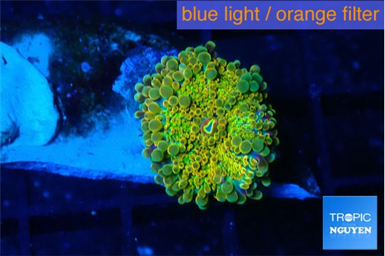 Ricordea yuma Dakota fusion 1 polyp WYSIWYG acclimaté
