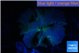 Discosoma deep blue avatar 1 polyp WYSIWYG acclimaté