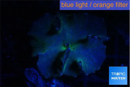 Discosoma deep blue avatar 1 polyp WYSIWYG acclimaté