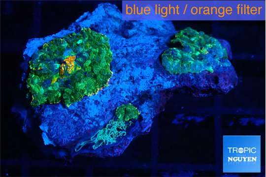 Rhodactis tricolor 2 polyps WYSIWYG acclimaté