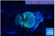 Discosoma deep blue avatar 1 polyp WYSIWYG acclimaté