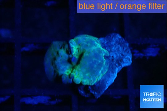 Discosoma deep blue avatar 1 polyp WYSIWYG acclimaté