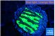 Merulina neon green petetin 2-3 cm WYSIWYG acclimaté