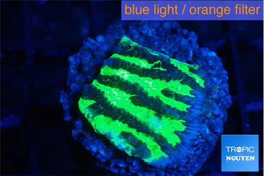 Merulina neon green petetin 2-3 cm WYSIWYG acclimaté
