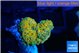 Ricordea yuma Dakota fusion 1 polyp WYSIWYG acclimaté