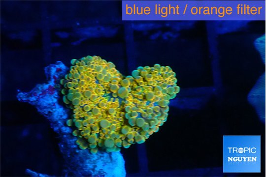 Ricordea yuma Dakota fusion 1 polyp WYSIWYG acclimaté