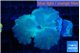 Discosoma deep blue avatar 1 polyp WYSIWYG acclimaté