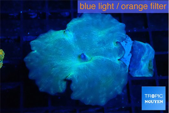 Discosoma deep blue avatar 1 polyp WYSIWYG acclimaté