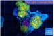 Ricordea yuma Dakota fusion 4 polyps WYSIWYG acclimaté