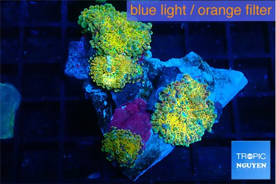 Ricordea yuma Dakota fusion 4 polyps WYSIWYG acclimaté