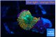 Rhodactis orange green premium 1 polyp WYSIWYG acclimaté